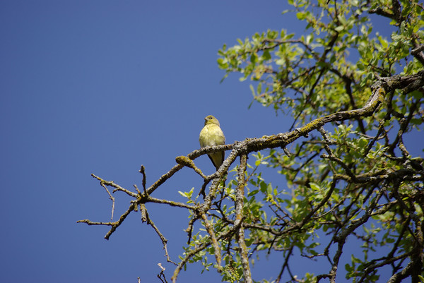 carouselmultimedia > Birds photo