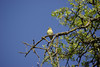 carouselmultimedia > Birds photo