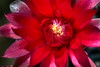 Flowers : 