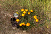 Flowers : 