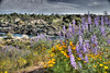 Knight's Ferry, CA : 